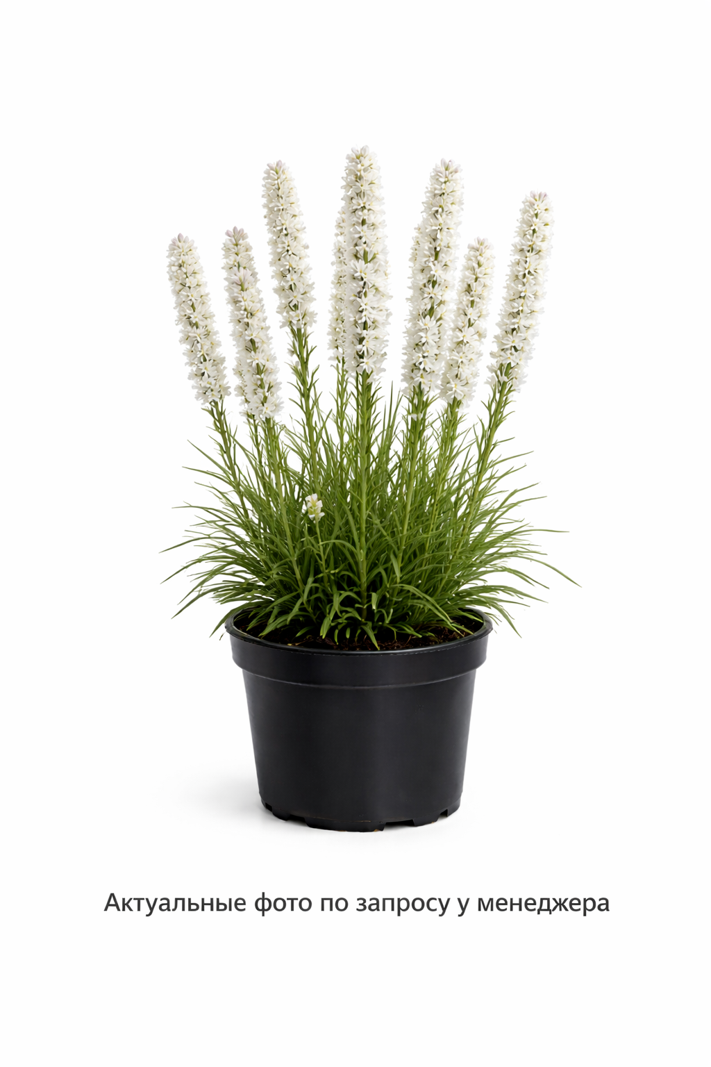 Лиатрис колосковый Альба