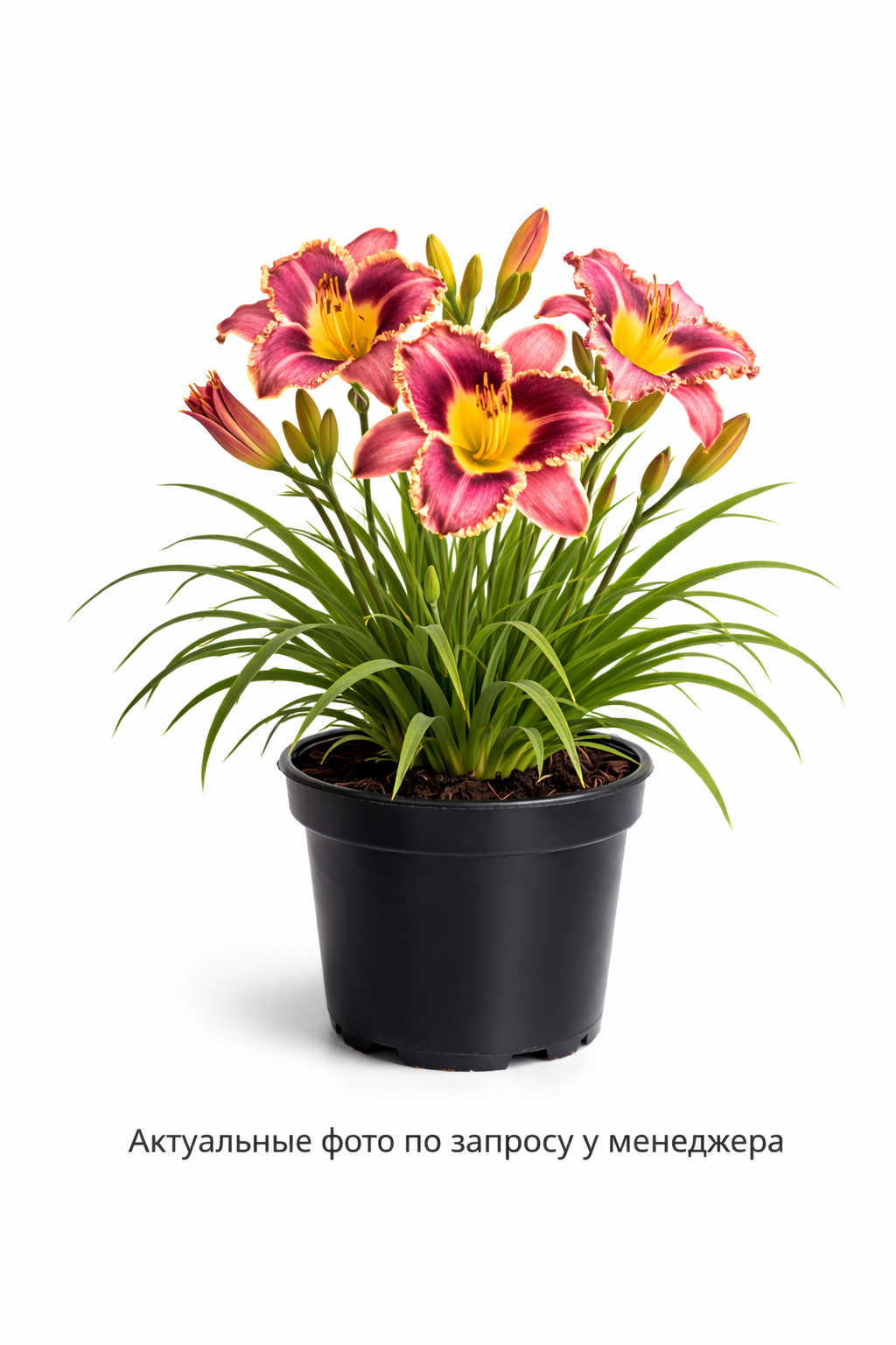 Лилейник гибридный в сортах