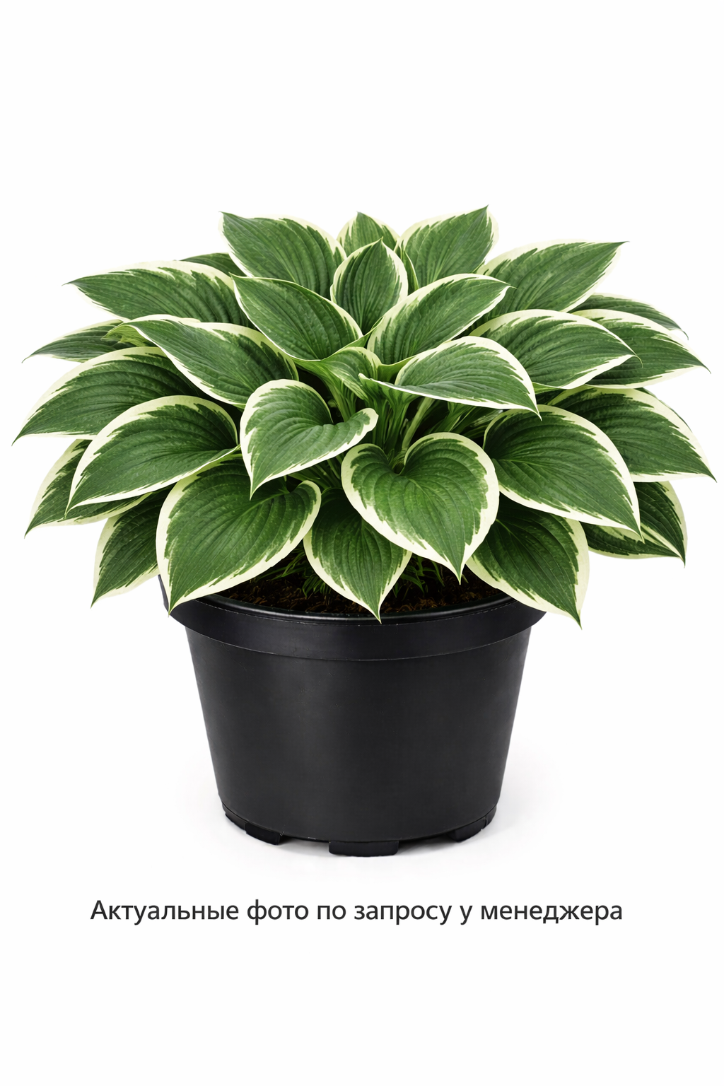 Хоста Форчуна Франси