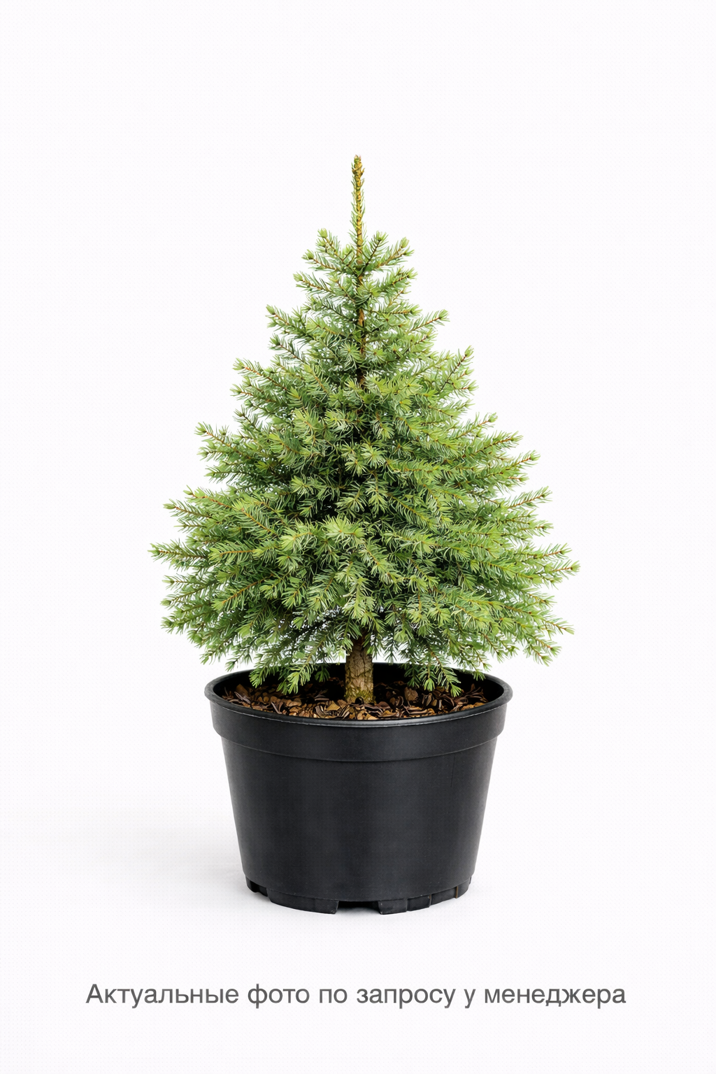 Лиственница японская