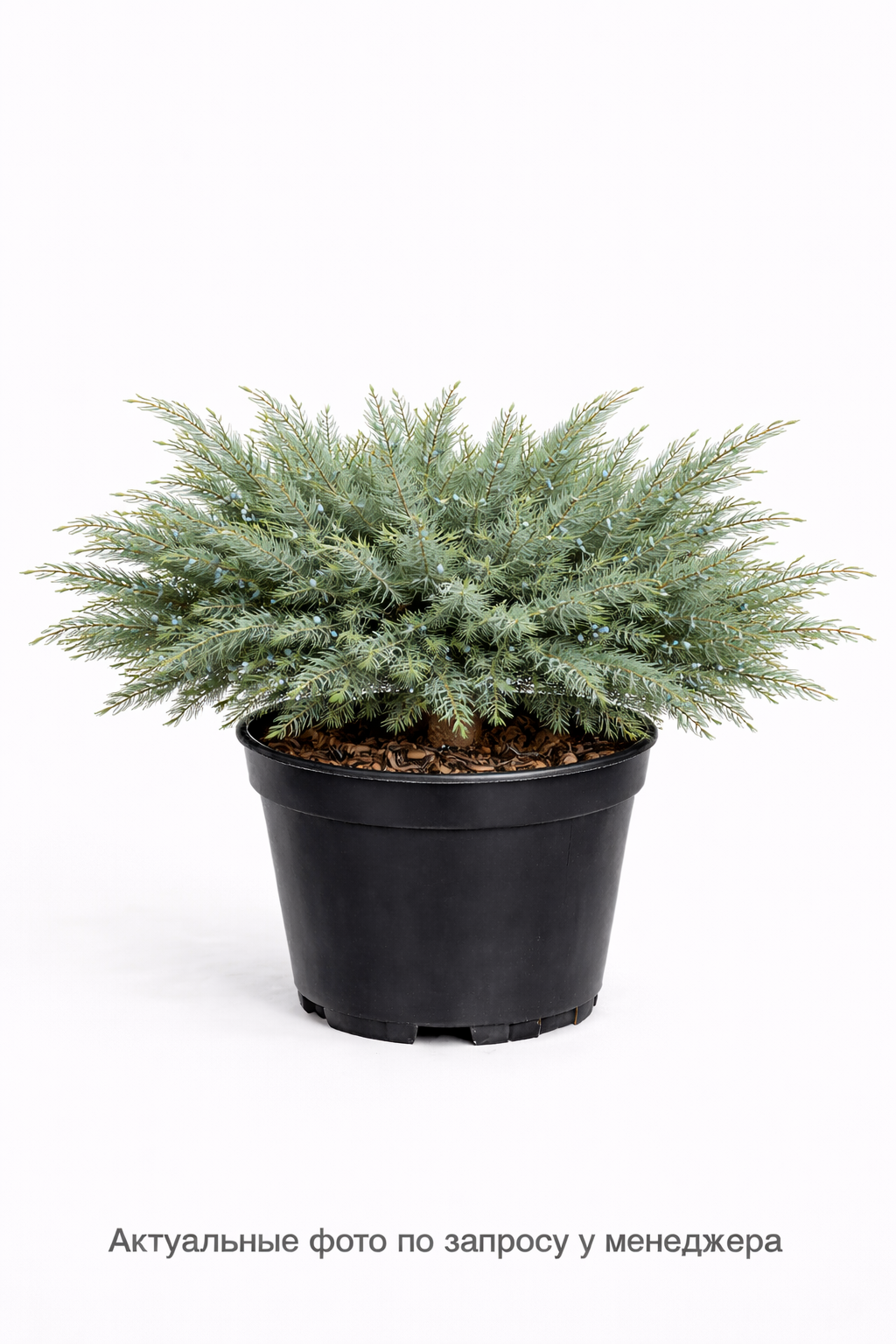 Можжевельник виргинский Грей Оул