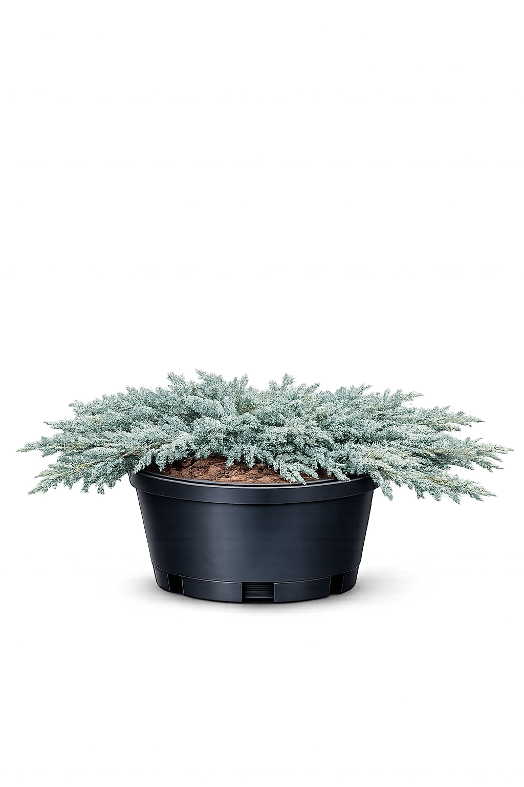 Можжевельник горизонтальный Альпина