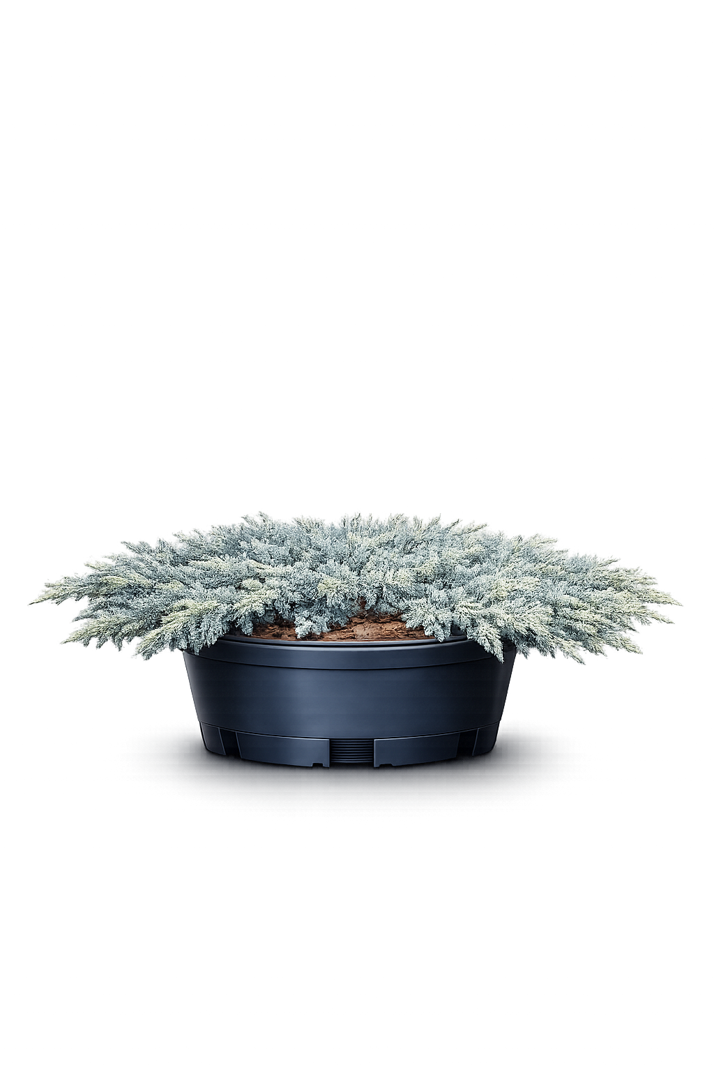 Можжевельник конферта Блу Пацифик