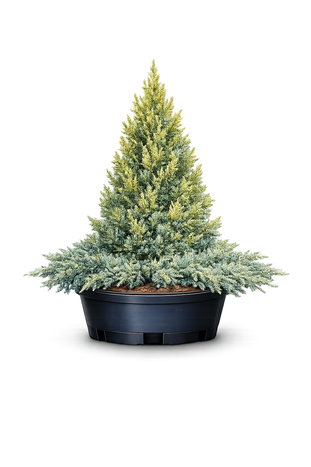 Можжевельник обыкновенный Голд Коне