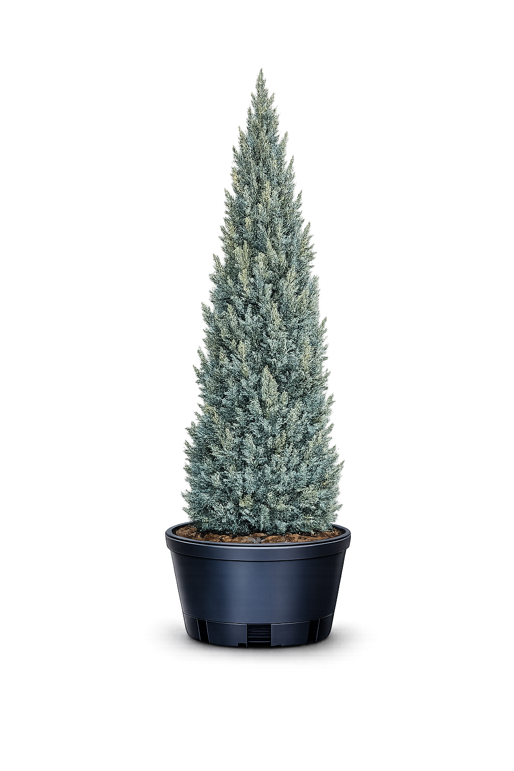 Можжевельник китайский "Монарх"