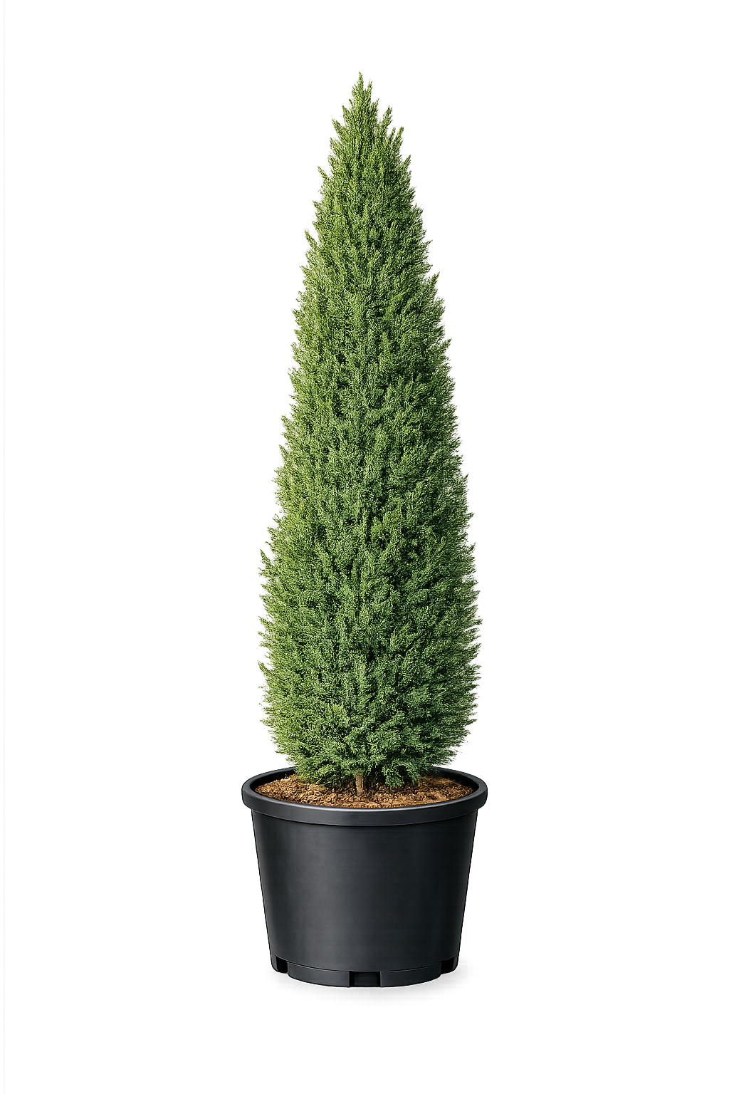 Можжевельник китайский "Спартан"