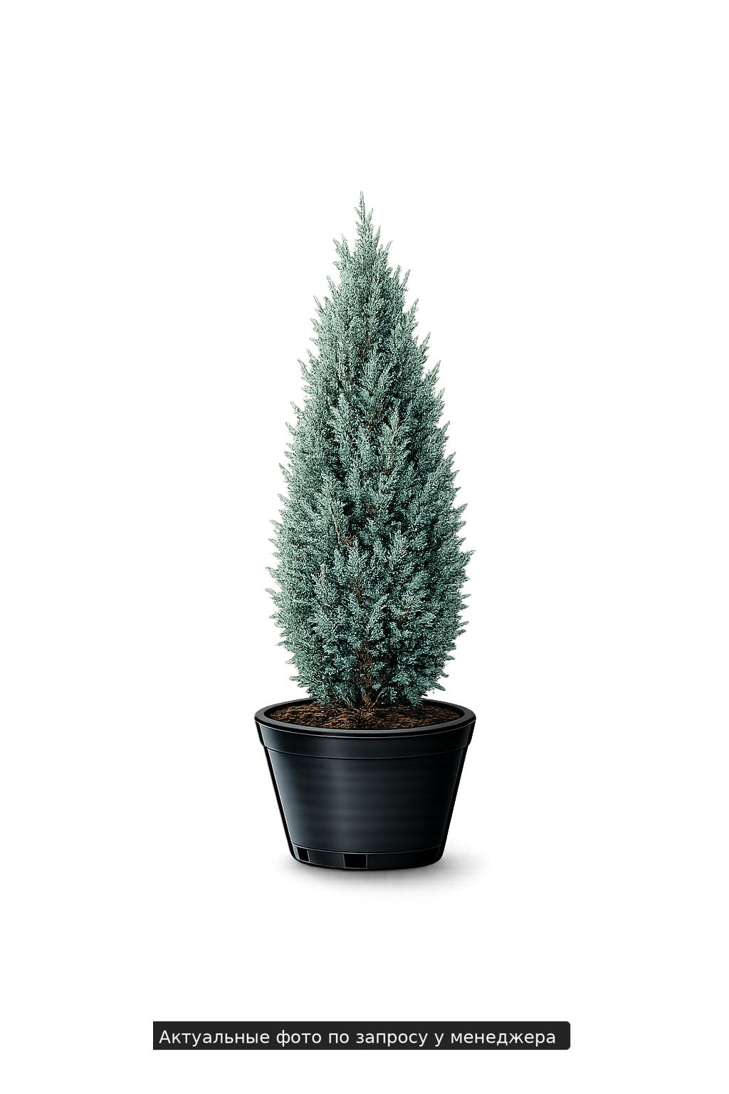 Можжевельник китайский "Стрикта"