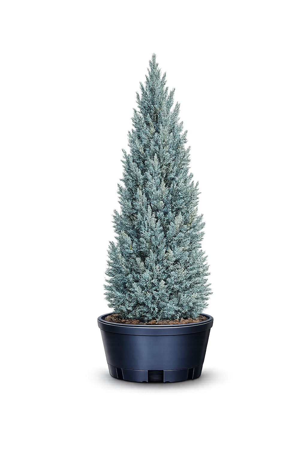 Можжевельник китайский "Блаув"