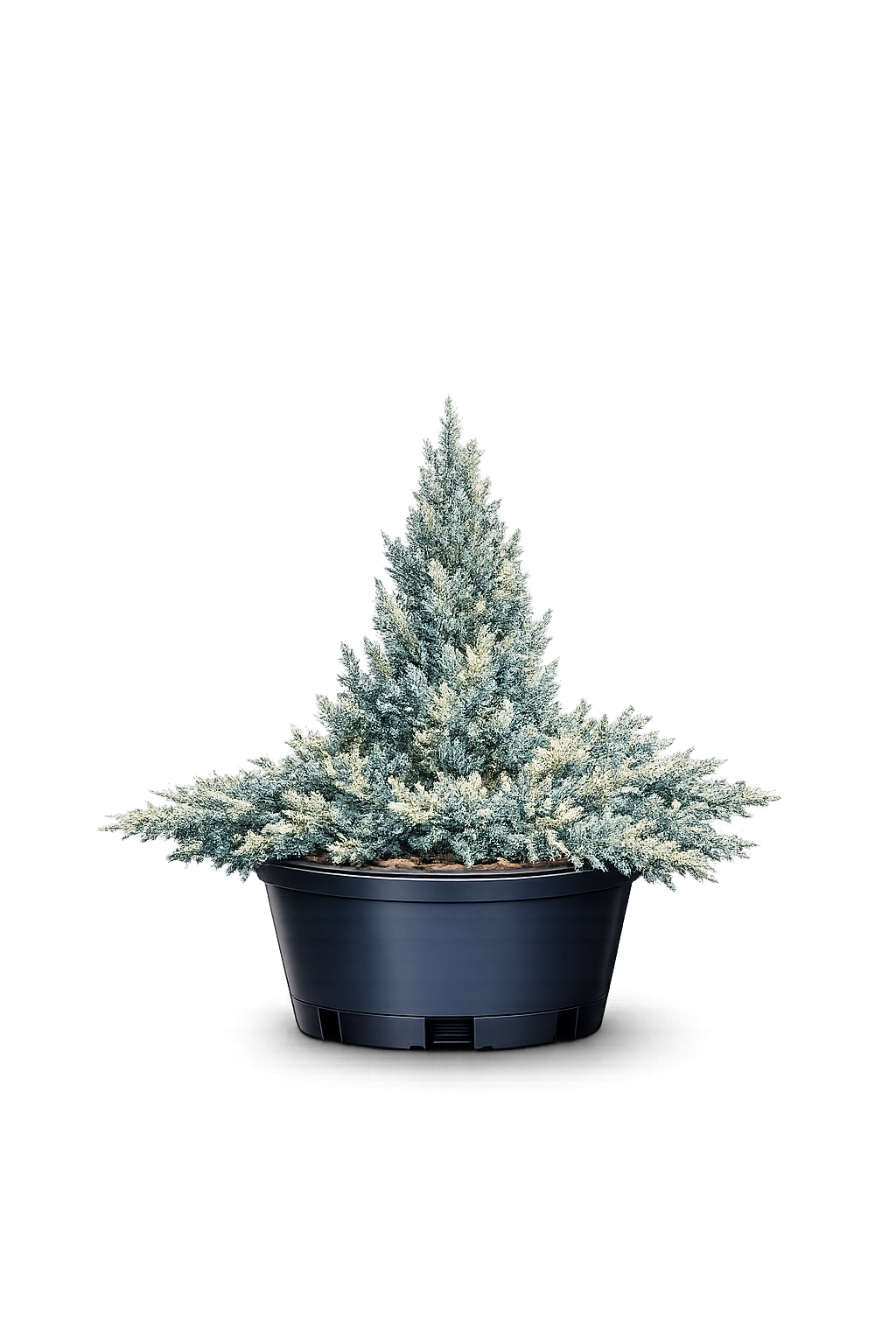 Можжевельник китайский "Экспанса Вариегата"