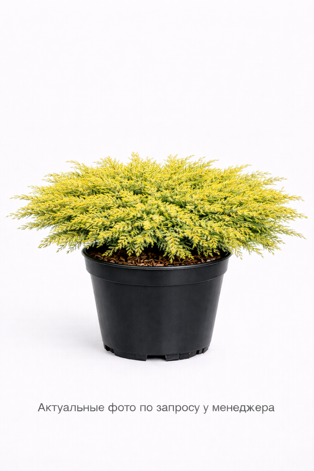 Можжевельник горизонтальный "Голден Карпет"