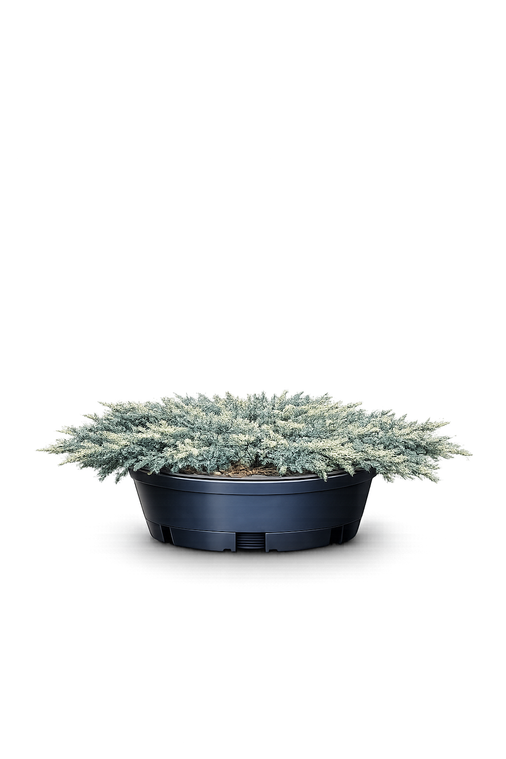 Можжевельник горизонтальный "Монбер"