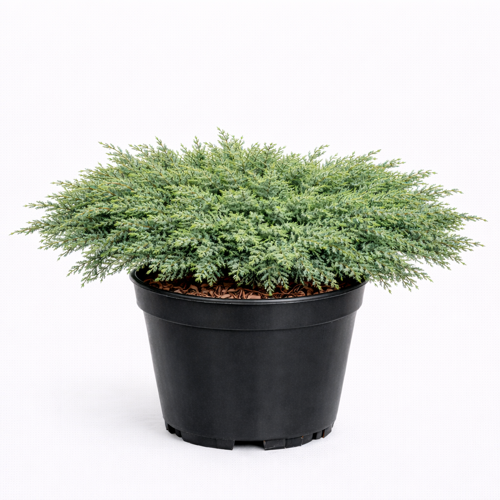 Можжевельник горизонтальный "Принц Уэльский"