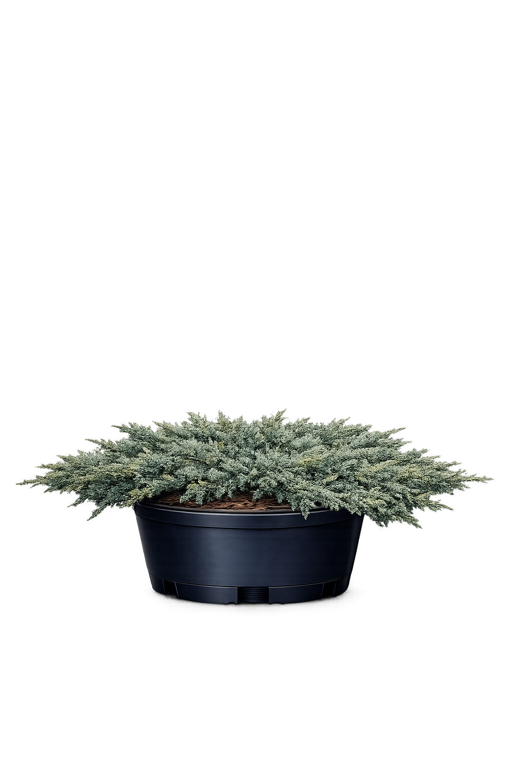 Можжевельник горизонтальный "Джейд Ривер"