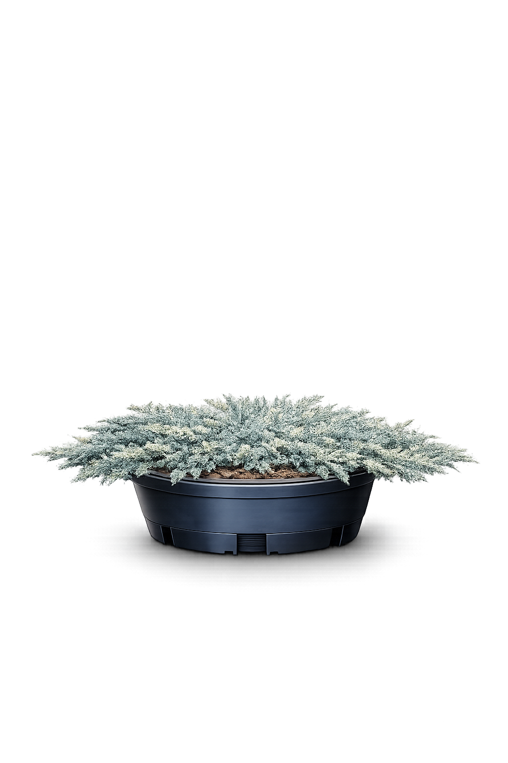 Можжевельник горизонтальный "Тёквойс Cпредер"