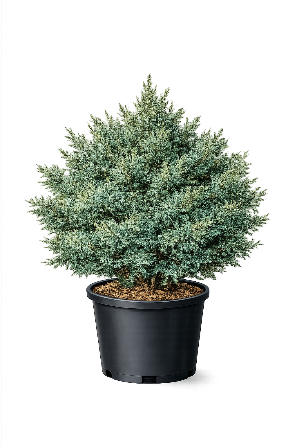 Можжевельник чешуйчатый "Лодери"