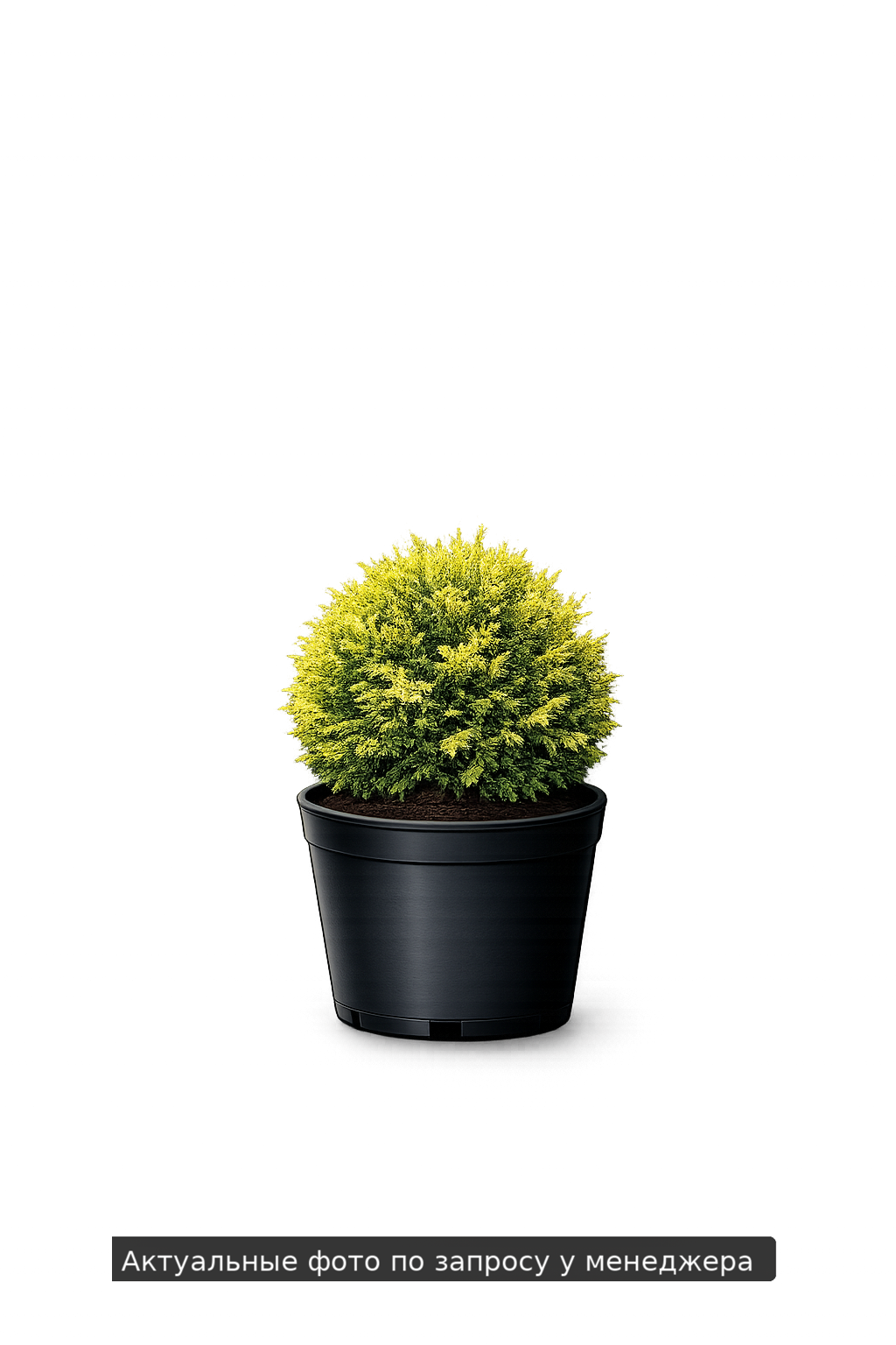 Туя западная "Даника Ауреа"