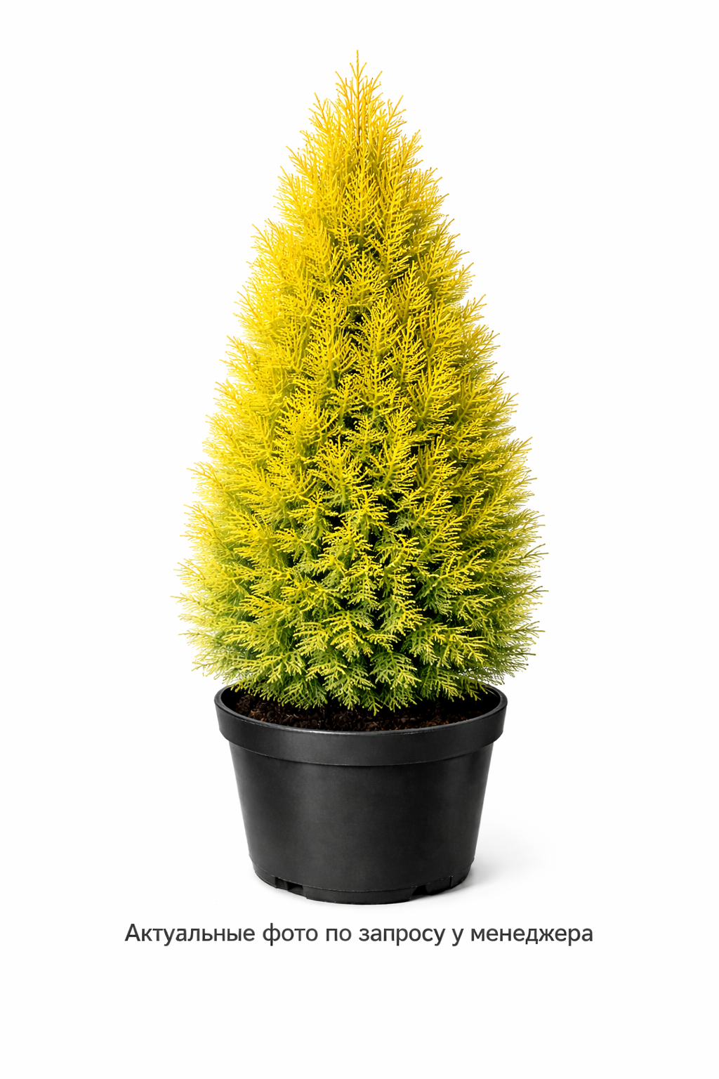 Туя западная "Янтарь"
