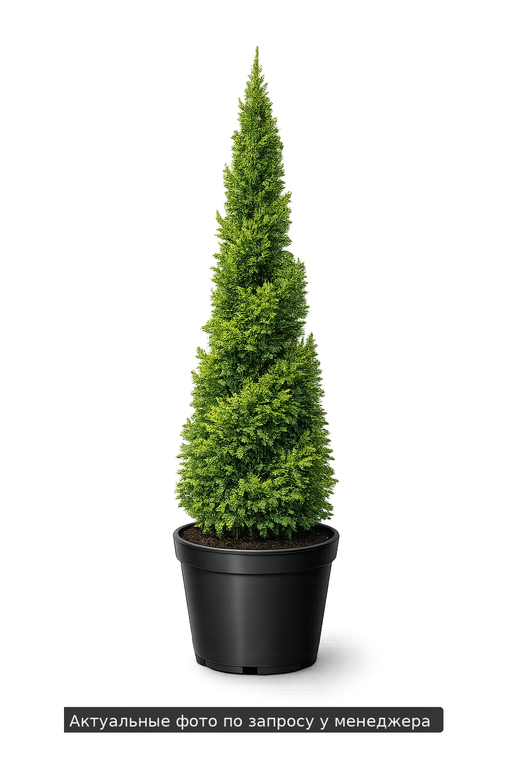 Туя западная "Спиралис"