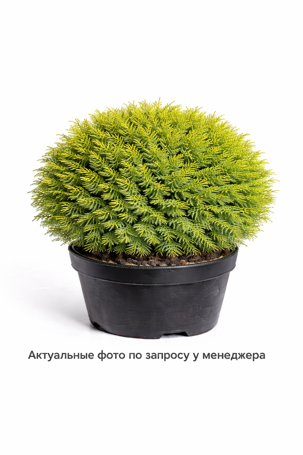 Туя западная "Тини Тим"