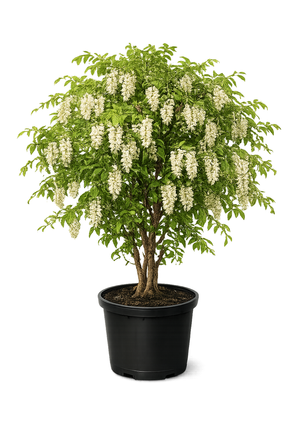 Акация белая