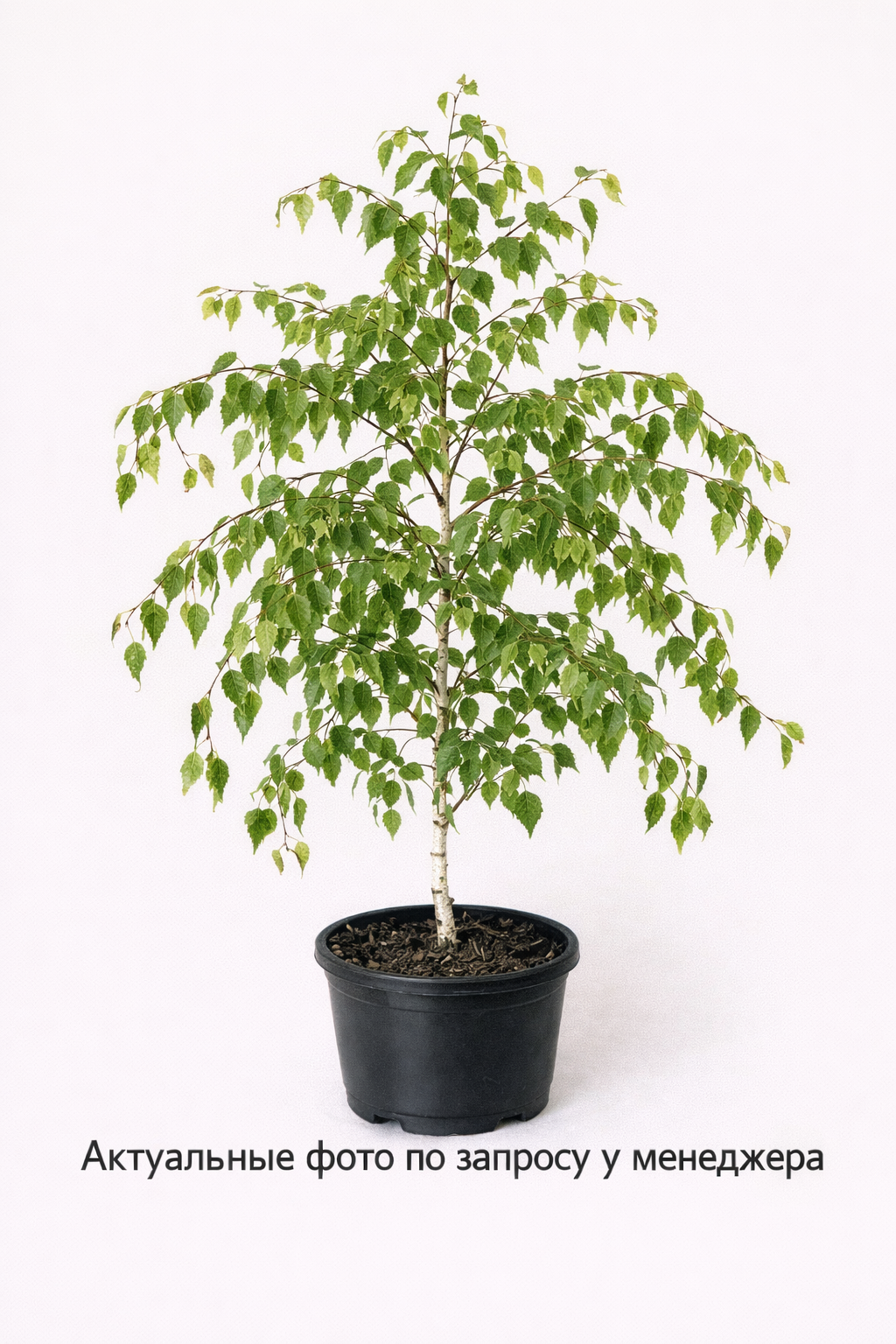 Береза повислая