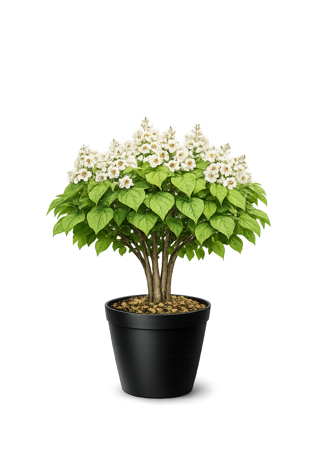 Катальпа бигнониевидная "Нана"