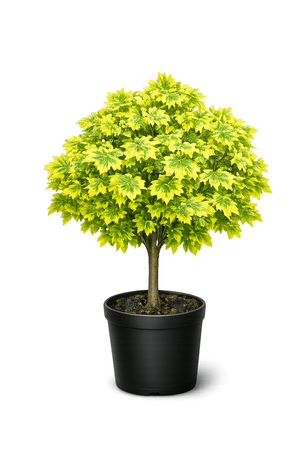 Клен полевой "Королева Елизавета"