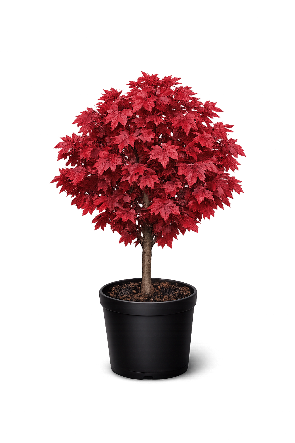 Клен полевой "Ред Шайн"