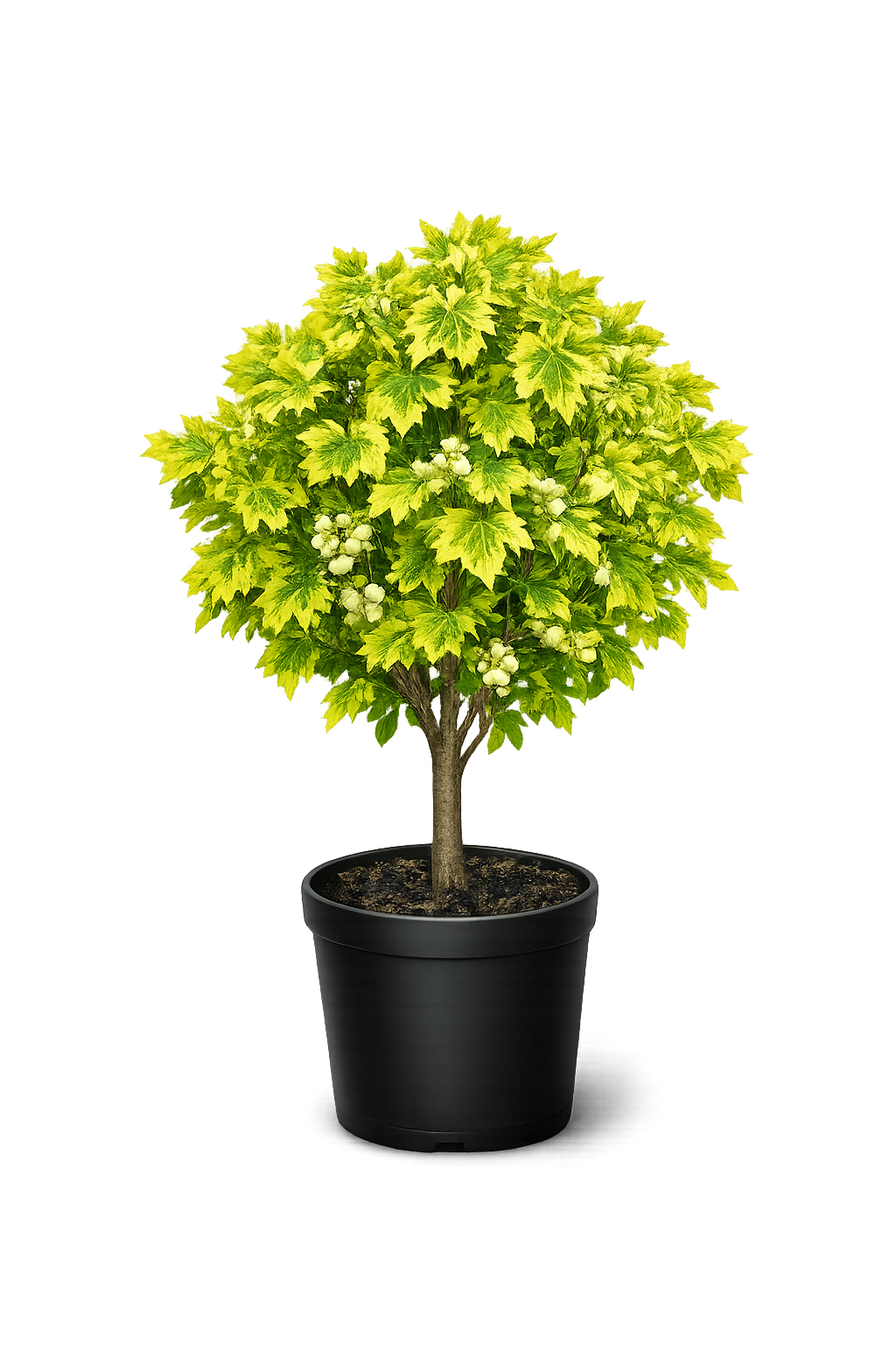 Клен полевой "Линсо"