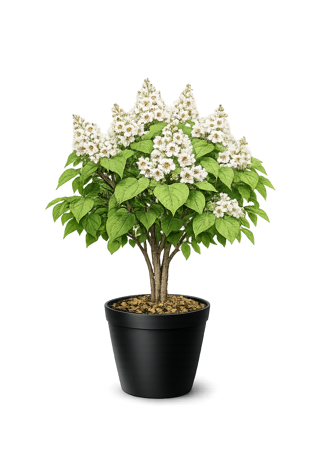 Катальпа бигноиевидная