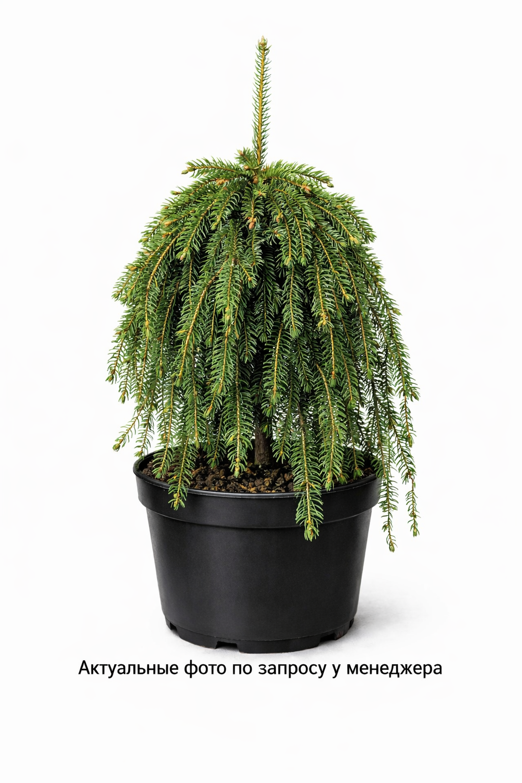 Ель обыкновенная Frohburg, (2022 год)
