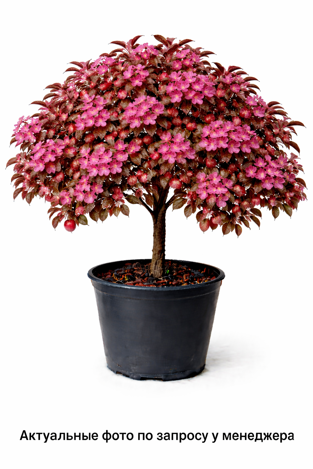 Яблоня Недзвецкого