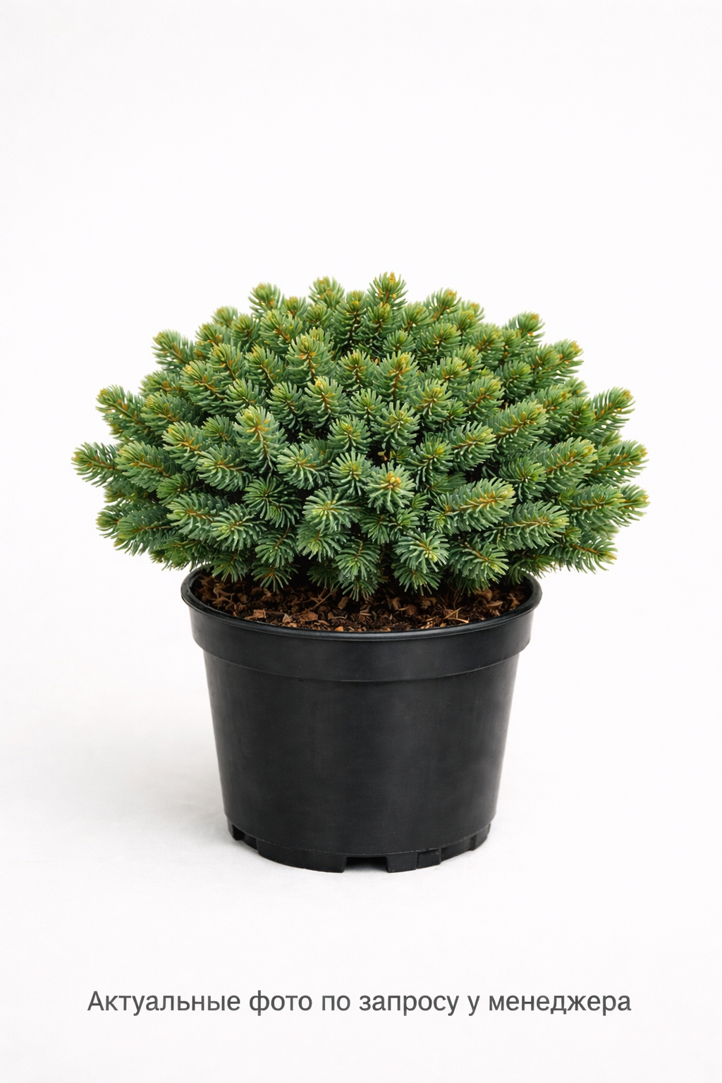 Ель обыкновенная Pygmaea, (2021 год)