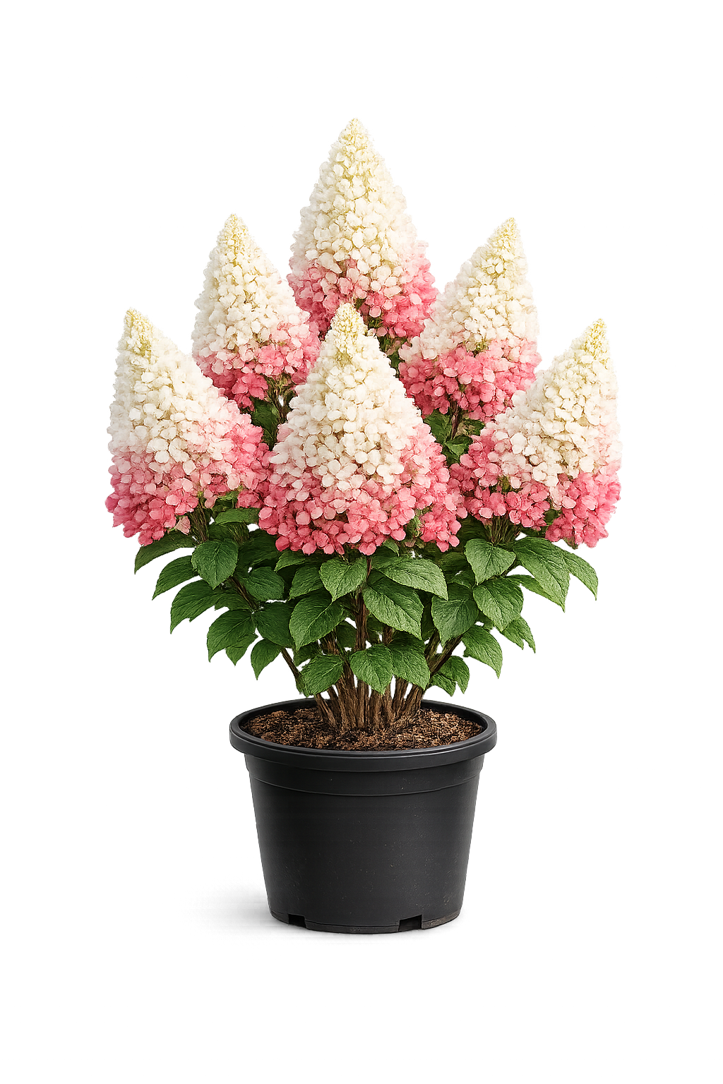 Гортензия метельчатая 'Даймонд Руж'