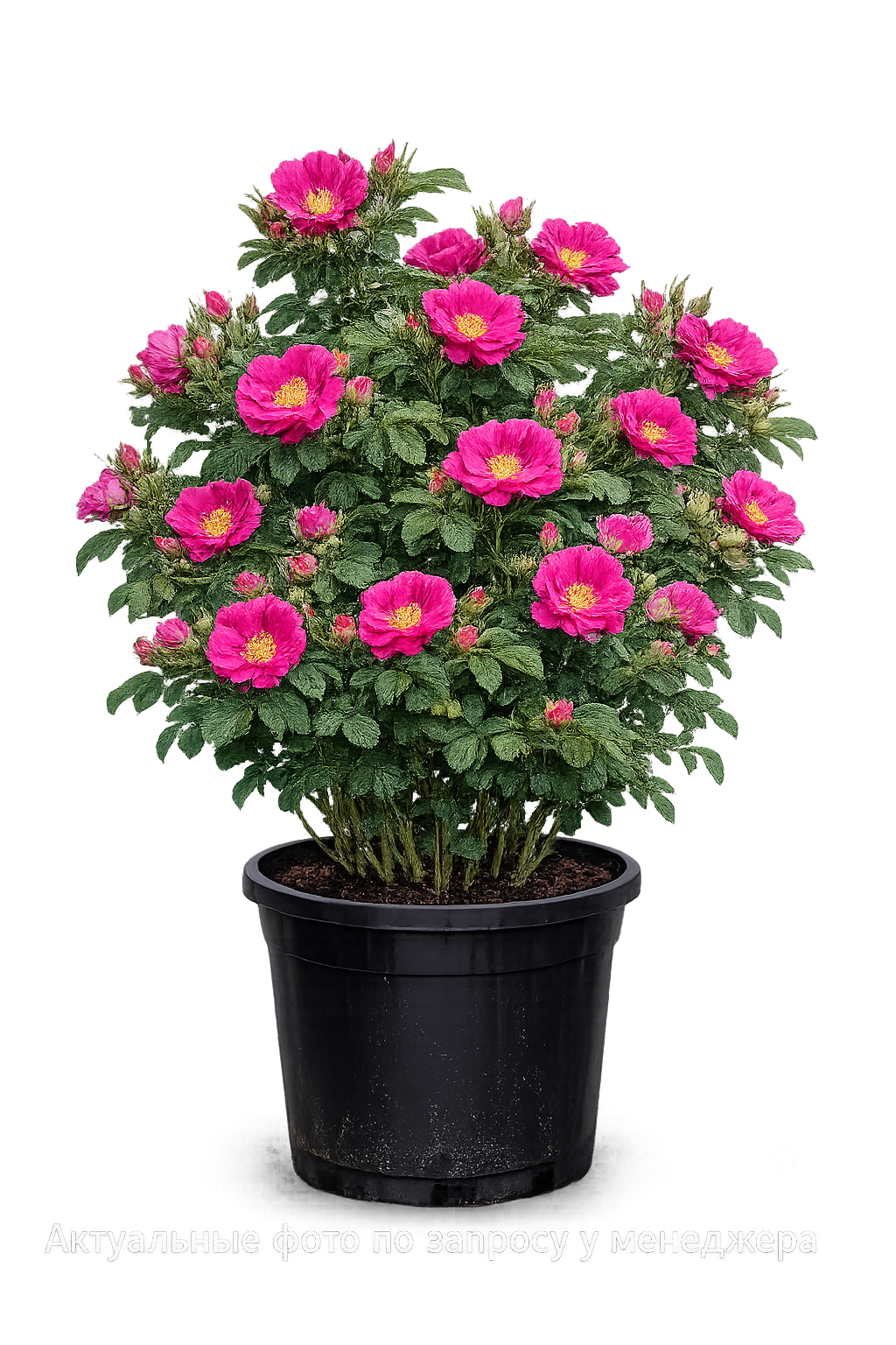 Роза Ругоза 'Moje Hammarberg'