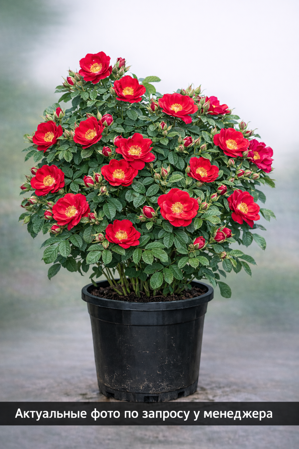 Роза Ругоза 'Scarlet Pavement'