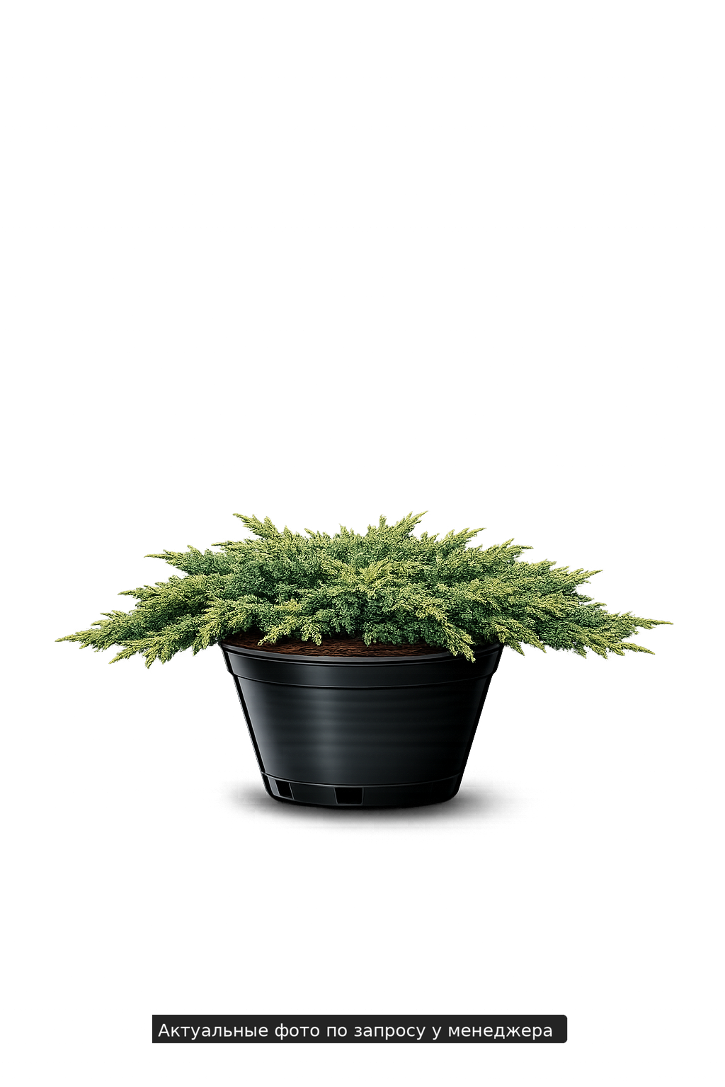 Можжевельник казацкий Mas, (2023 год)