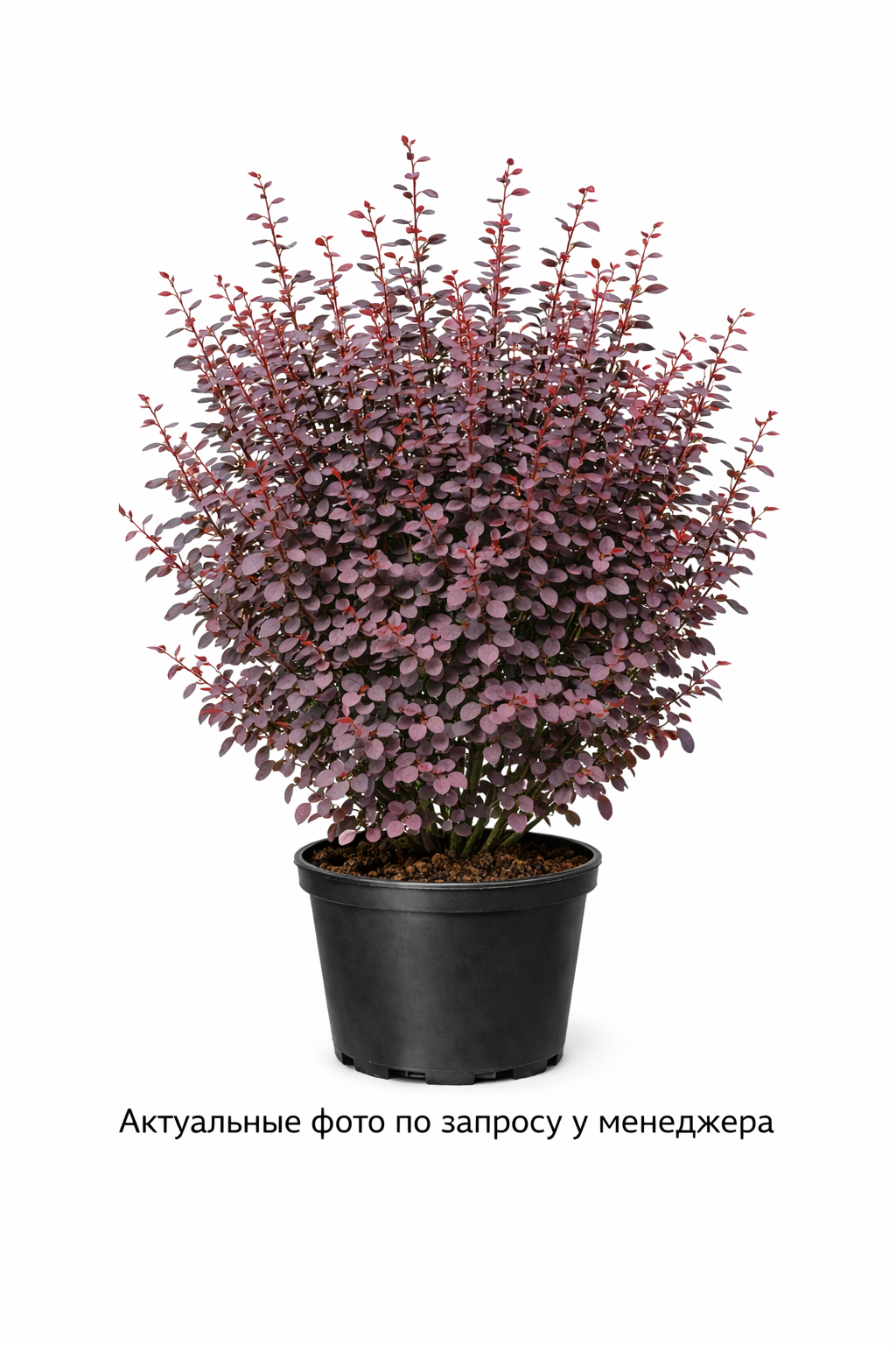 Барбарис оттавский 'Суперба'