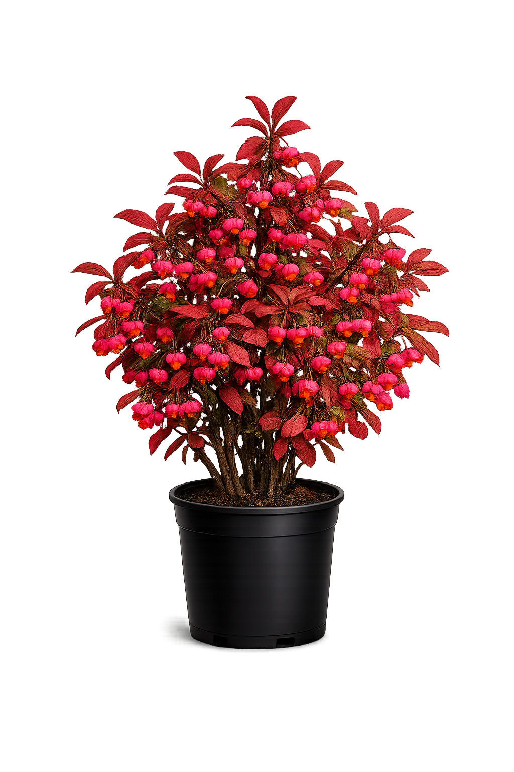 Бересклет европейский 'Ред Каскад'