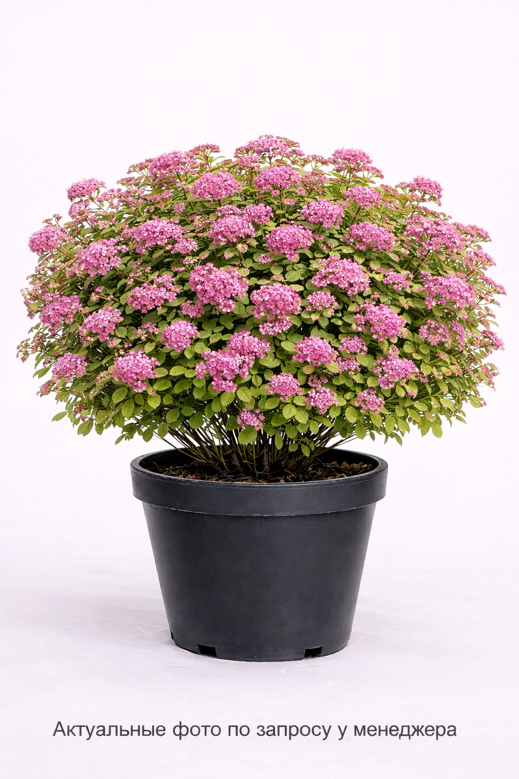 Спирея густоцветковая