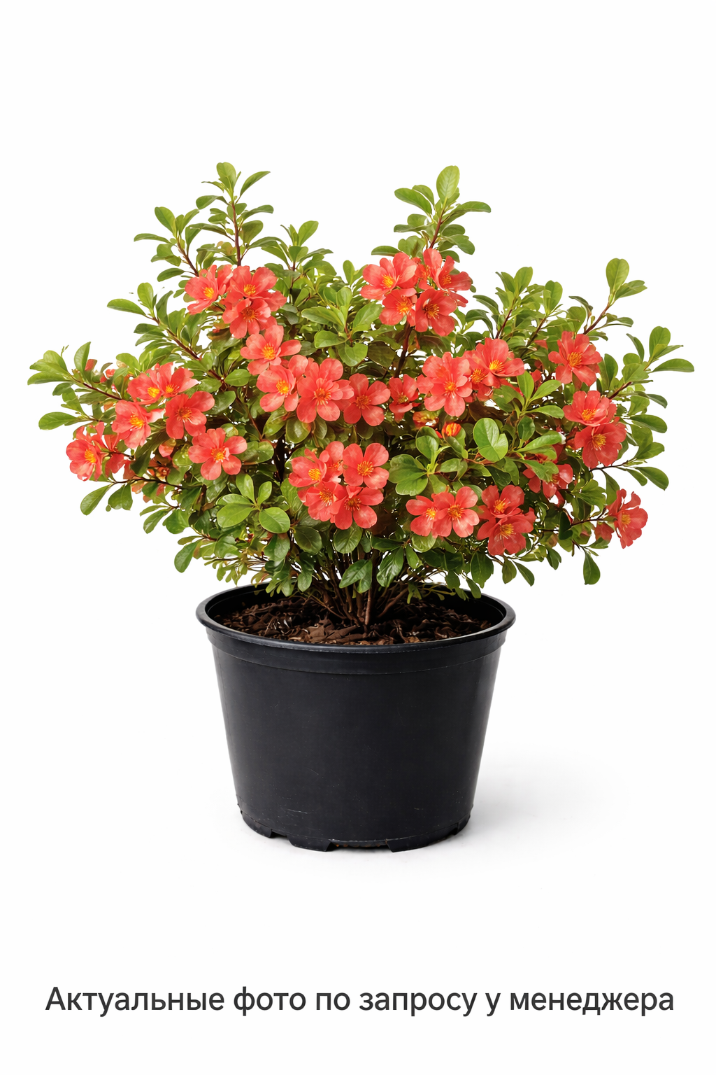 Хеномелес японский