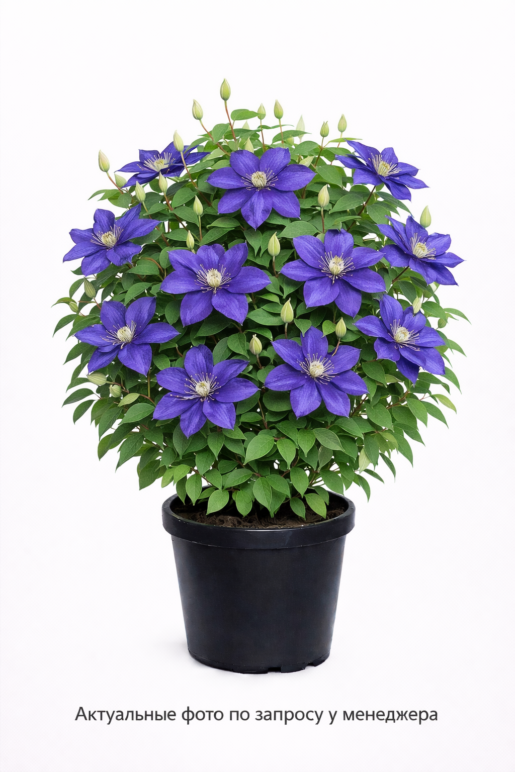 Клематис MIX