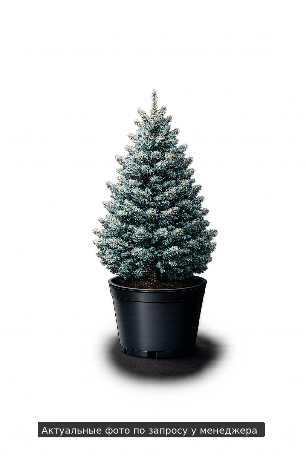 Ель колючая 'Глаука Мисти Блю'