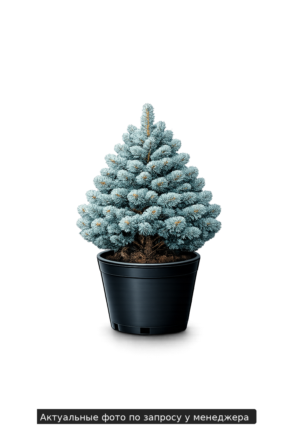 Ель колючая 'Карпатен'