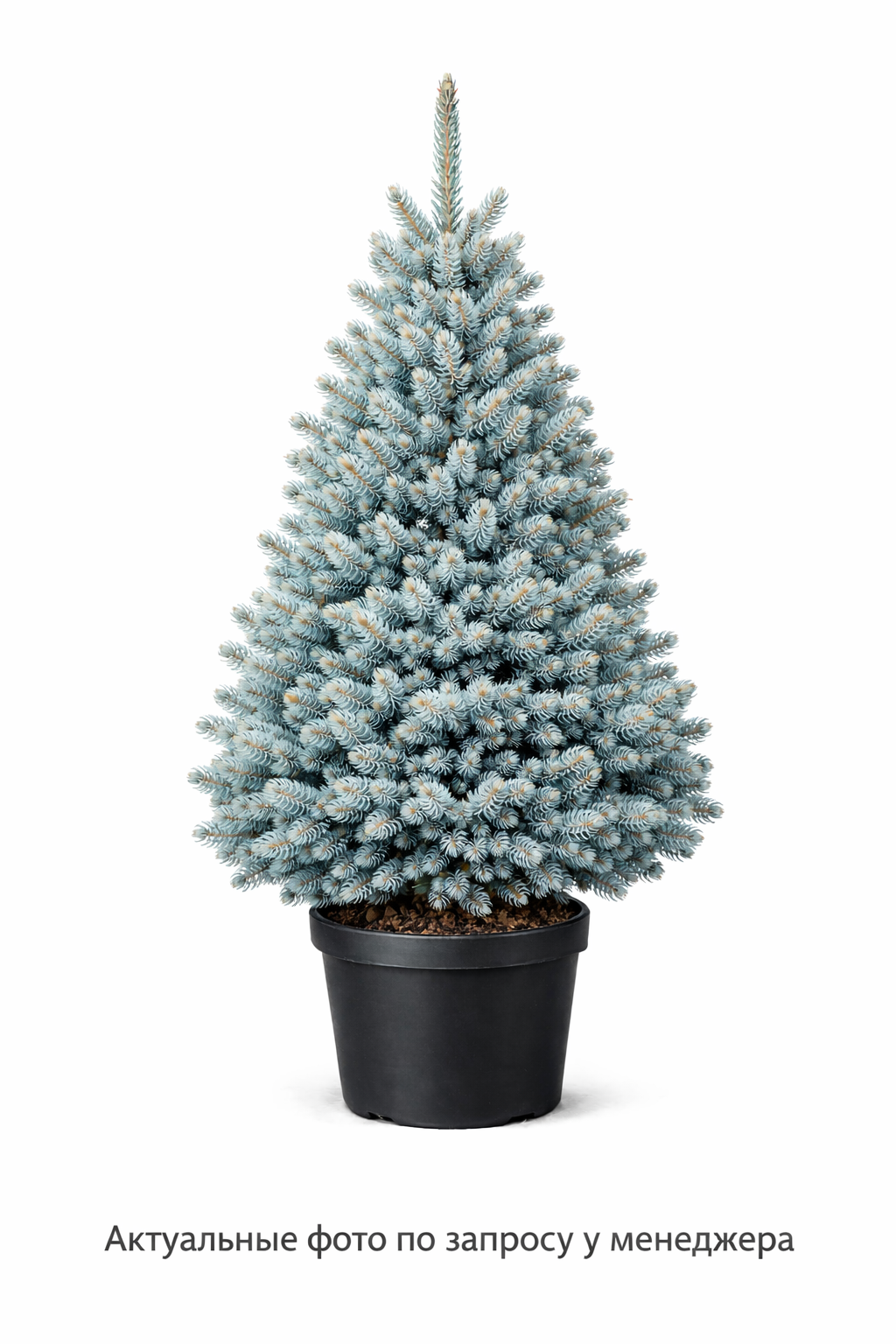 Ель колючая 'Супер Блю'