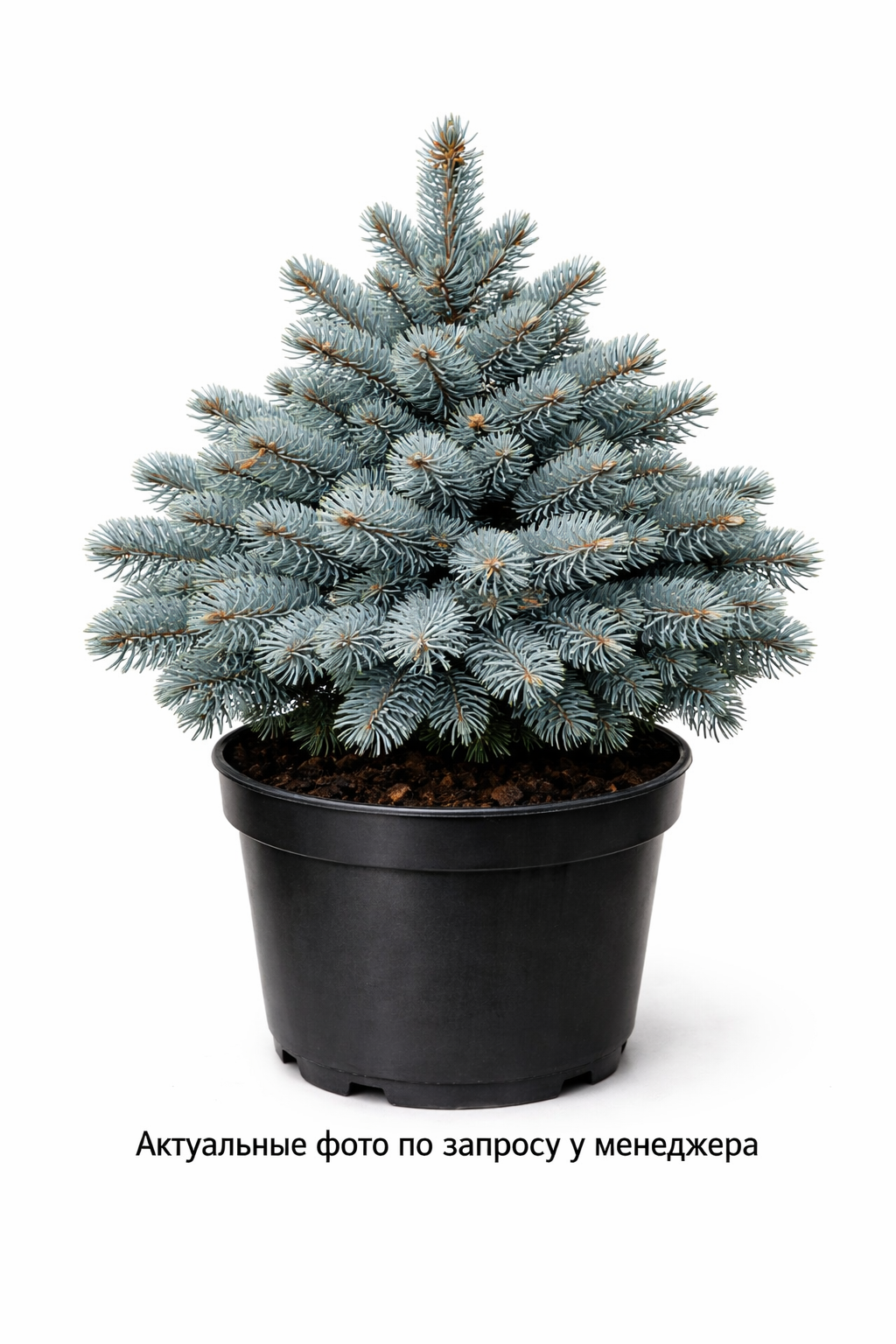Ель колючая 'Супер Блю Сидлинг'