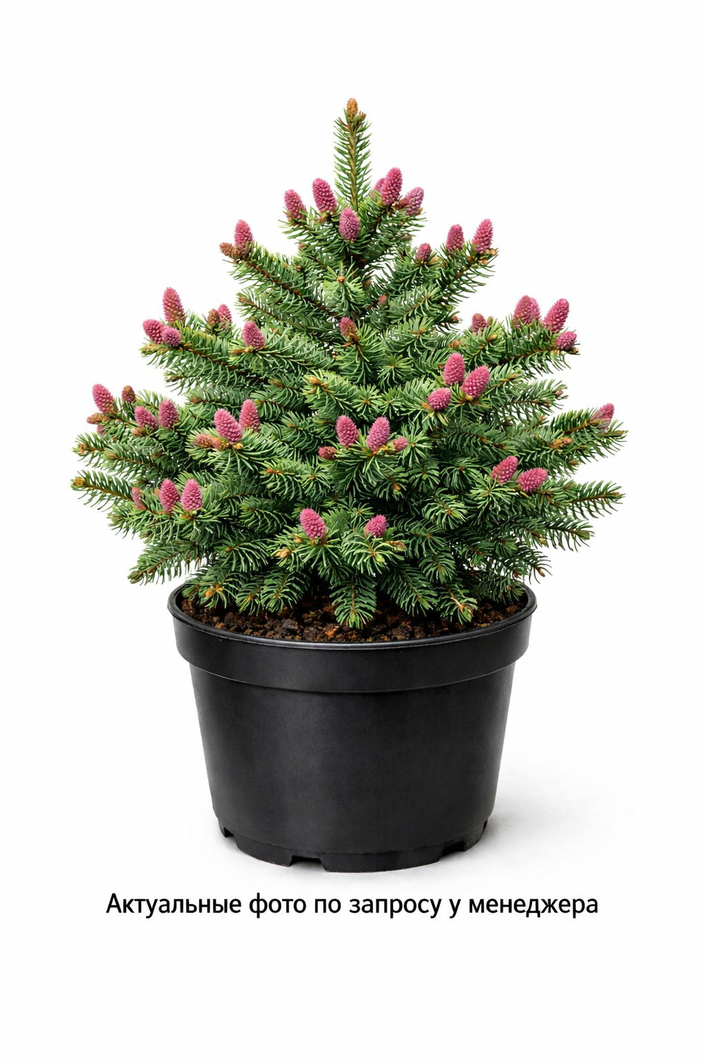 Ель обыкновенная 'Акрокона'