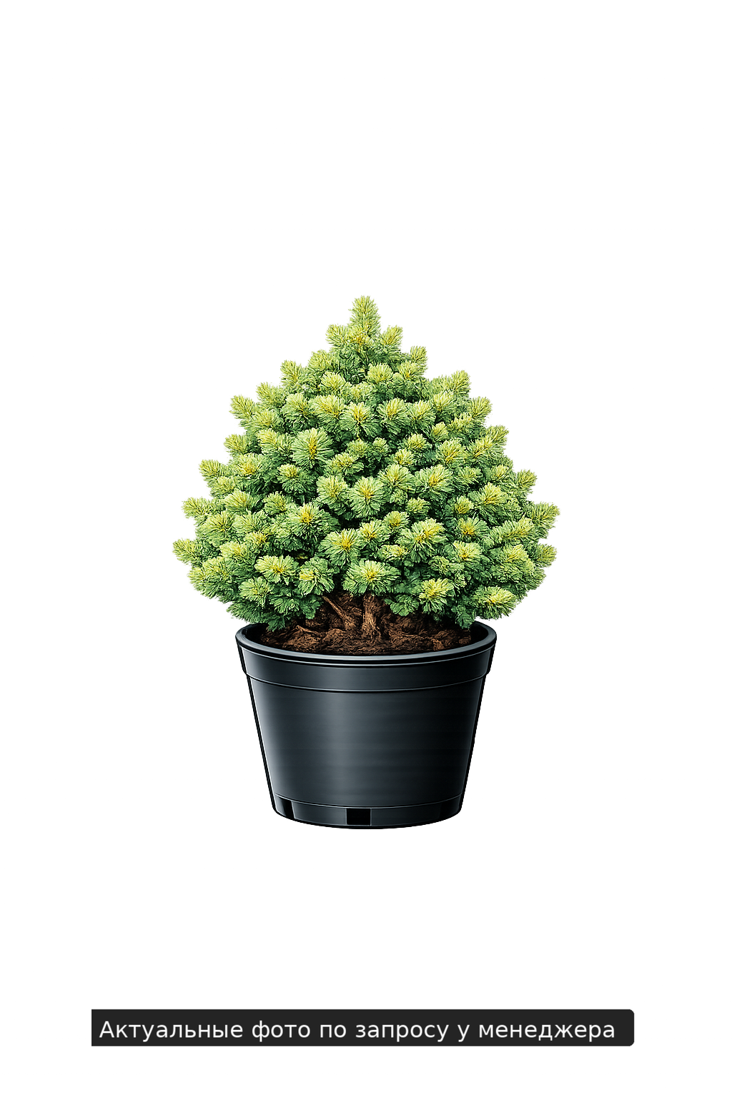 Ель обыкновенная 'Олендорфи'