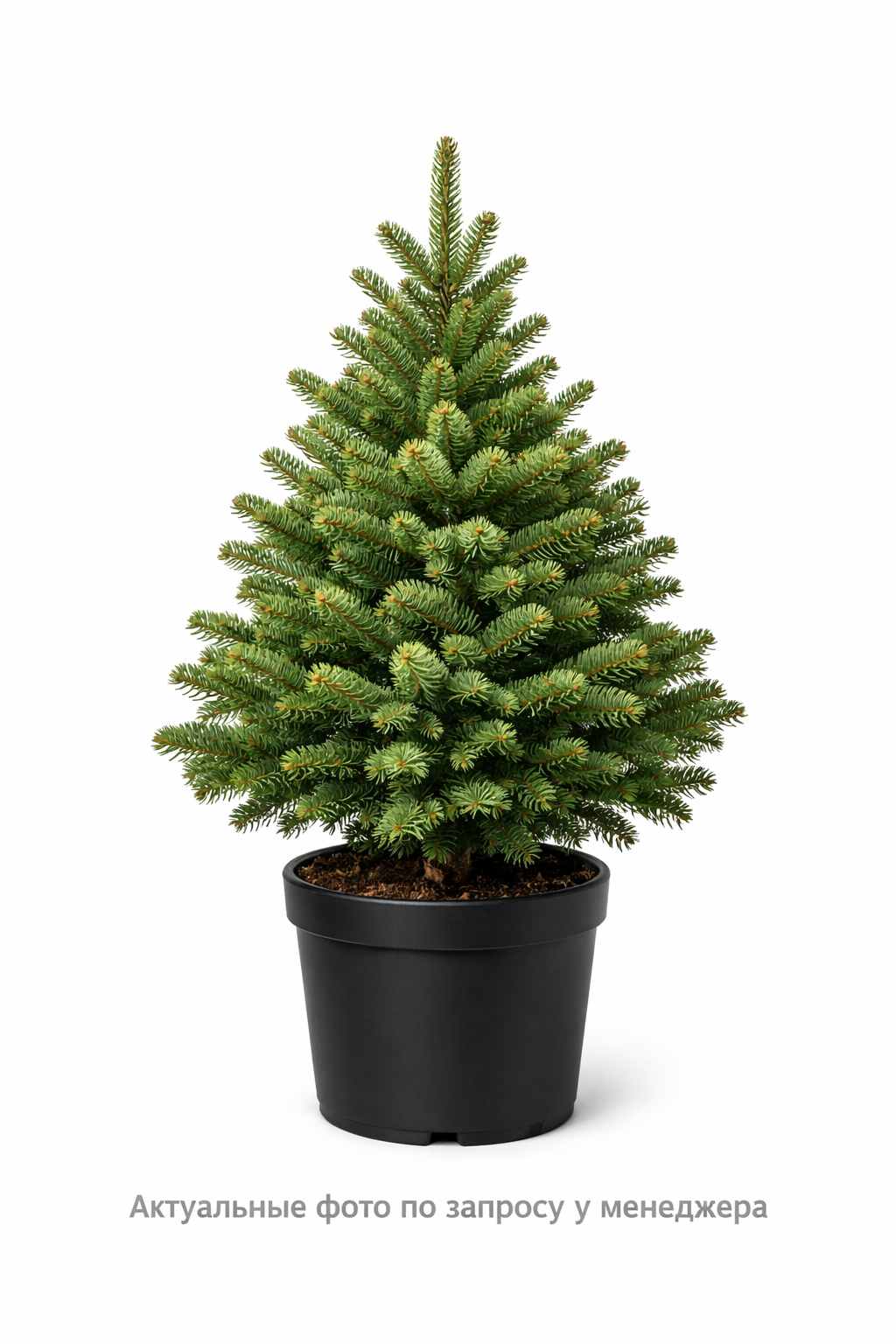 Пихта бальзамическая, (2021 год)