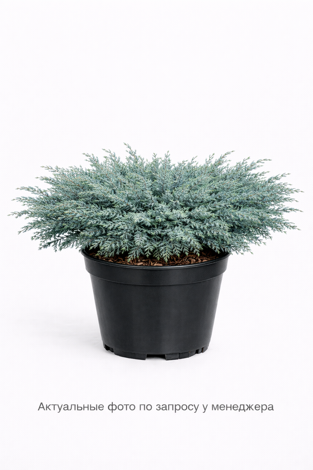 Можжевельник горизонтальный 'Блю Чип'
